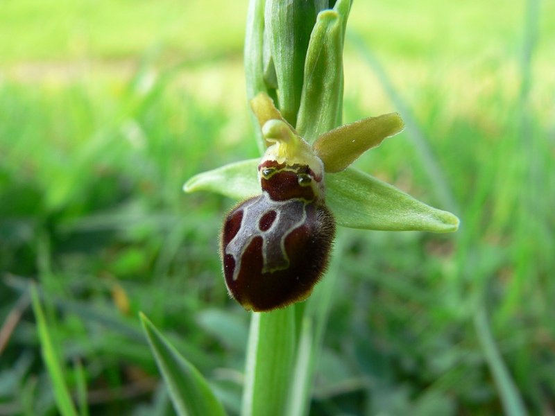 ophrys sphegodes